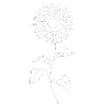 White sunflower with long stem and big leaves